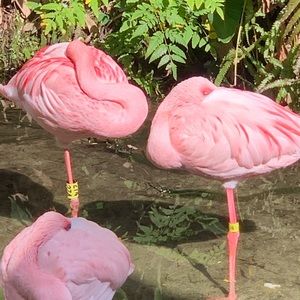 Meet your Posher, Krista